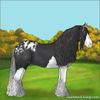 Horse Color:Black Splash Appaloosa