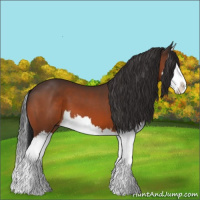 Horse Color:Bay Splash 