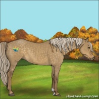 Horse Color:Chocolate Palomino Dun 
