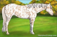 Horse Color:Gold Champagne Appaloosa  and Gold Champagne Appaloosa 