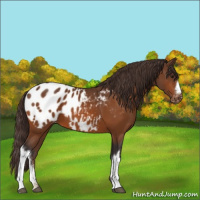 Horse Color:Buckskin Blanket 