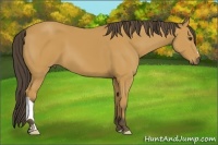 Horse Color:Buckskin 
