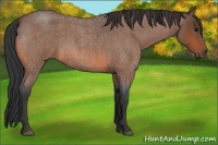 Horse Color:Bay Roan 