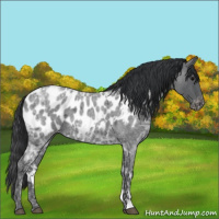 Horse Color:Blue Ice Roan Appaloosa 