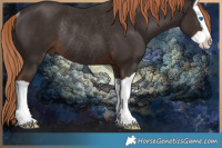 Horse Color:Liver Chestnut Splash Rabicano 