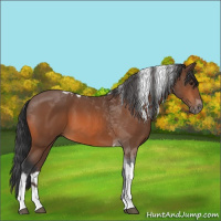 Horse Color:Bay Tobiano 