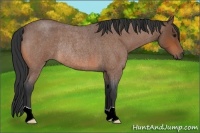 Horse Color:Bay Roan Rabicano