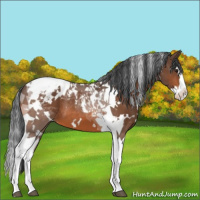 Horse Color:White Spotted Bay Splash Tobiano Appaloosa 