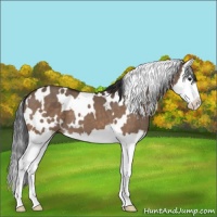 Horse Color:White Spotted Brown Dun Splash 