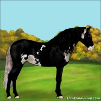 Horse Color:Classic Champagne Dun Splash Tobiano Appaloosa 
