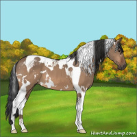 Horse Color:White Spotted Brown Dun Tobiano 