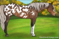 Horse Color:Silver Buckskin Appaloosa 