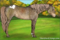 Horse Color:Chocolate Palomino Appaloosa