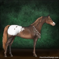 Horse Color:Liver Chestnut Appaloosa 