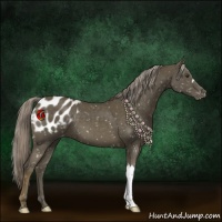 Horse Color:Chocolate Palomino Mushroom Appaloosa 