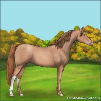 Horse Color:Gold Champagne Roan 