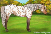 Horse Color:Silver Brown Dun Appaloosa 
