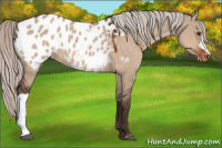 Horse Color:Silver Brown Dun Appaloosa 
