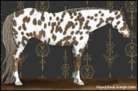 Horse Color:Chocolate Palomino Near Leopard 