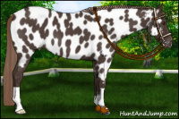 Horse Color:Liver Red Roan Appaloosa