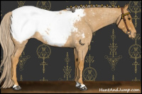 Horse Color:Palomino Roan Snowcap 