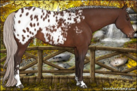Horse Color:Silver Brown Sabino Appaloosa