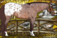 Horse Color:Chocolate Bay Roan Appaloosa 