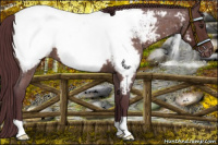 Horse Color:Chocolate Brown Roan Near Fewspot