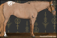 Horse Color:Red Roan Sabino Appaloosa