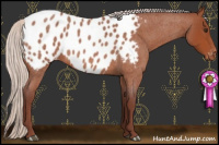 Horse Color:Chocolate Silver Brown Roan Appaloosa