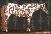 Horse Color:Chestnut Near Leopard 