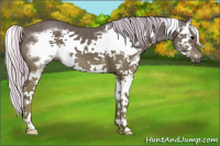 Horse Color:Silver Black Splash Frame