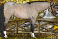 Horse Color:Bay Roan Dun 