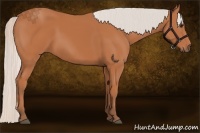 Horse Color:Silver Bay