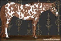 Horse Color:Chestnut Appaloosa