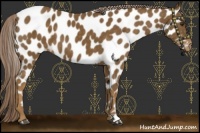 Horse Color:Chocolate Palomino Near Leopard 