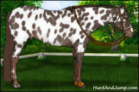 Horse Color:Liver Red Roan Near Leopard Rabicano 