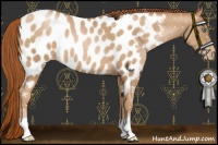 Horse Color:Buckskin Pearl Near Leopard 