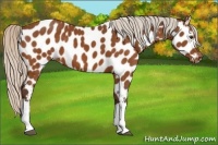Horse Color:Silver Buckskin Appaloosa 
