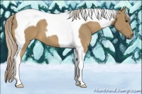 Horse Color:Palomino Tobiano 