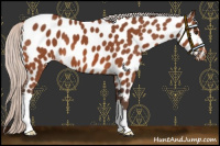 Horse Color:Silver Bay Appaloosa 