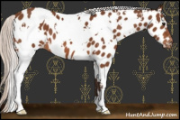Horse Color:White Spotted Silver Bay Near Leopard 