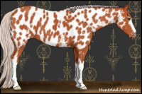 Horse Color:White Spotted Chocolate Silver Brown Appaloosa 