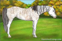 Horse Color:Bay Dun Splash and Buckskin Dun Sabino Splash