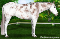 Horse Color:Chocolate Bay Sabino Appaloosa 
