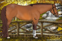 Horse Color:Chocolate Buckskin 