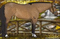 Horse Color:Buckskin Dun 