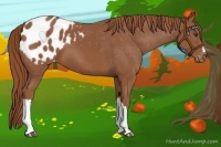 Horse Color:Chestnut Appaloosa