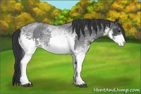Horse Color:White Spotted Blue Roan Rabicano  and White Spotted Blue Roan Rabicano 