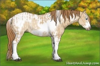 Horse Color:Red Dun Splash Frame  and Red Dun Splash Tobiano Frame 